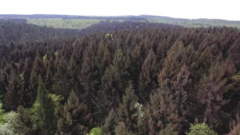 Verdun-forest-by-drone-spruce-trees